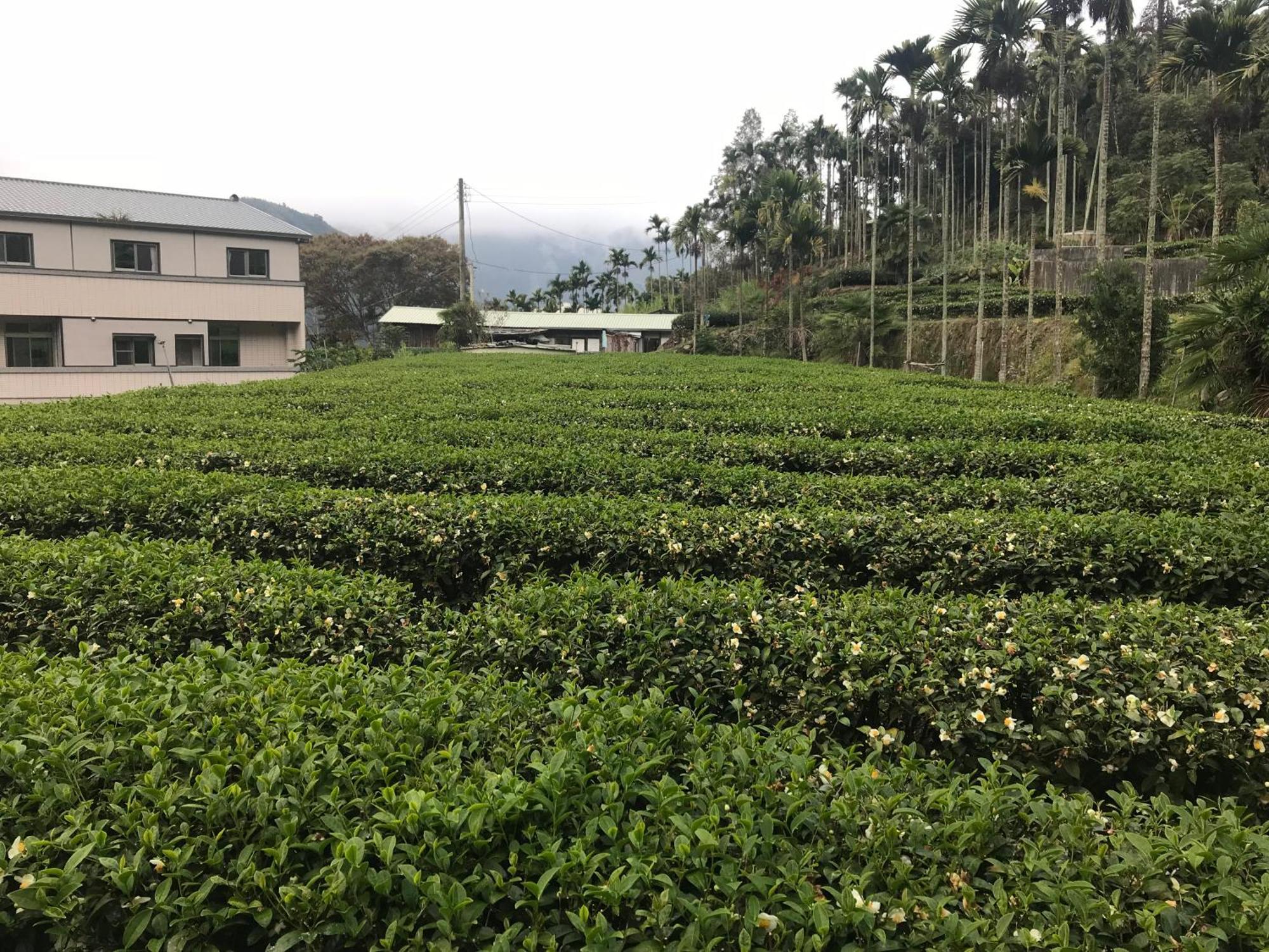 De Ren Tea Gardens Apartman Mejsan Kültér fotó
