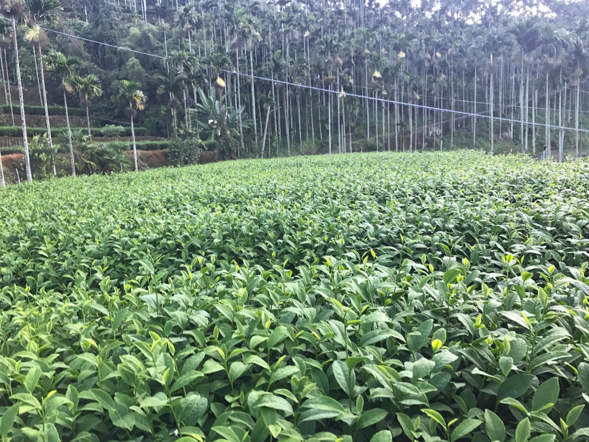 De Ren Tea Gardens Apartman Mejsan Kültér fotó