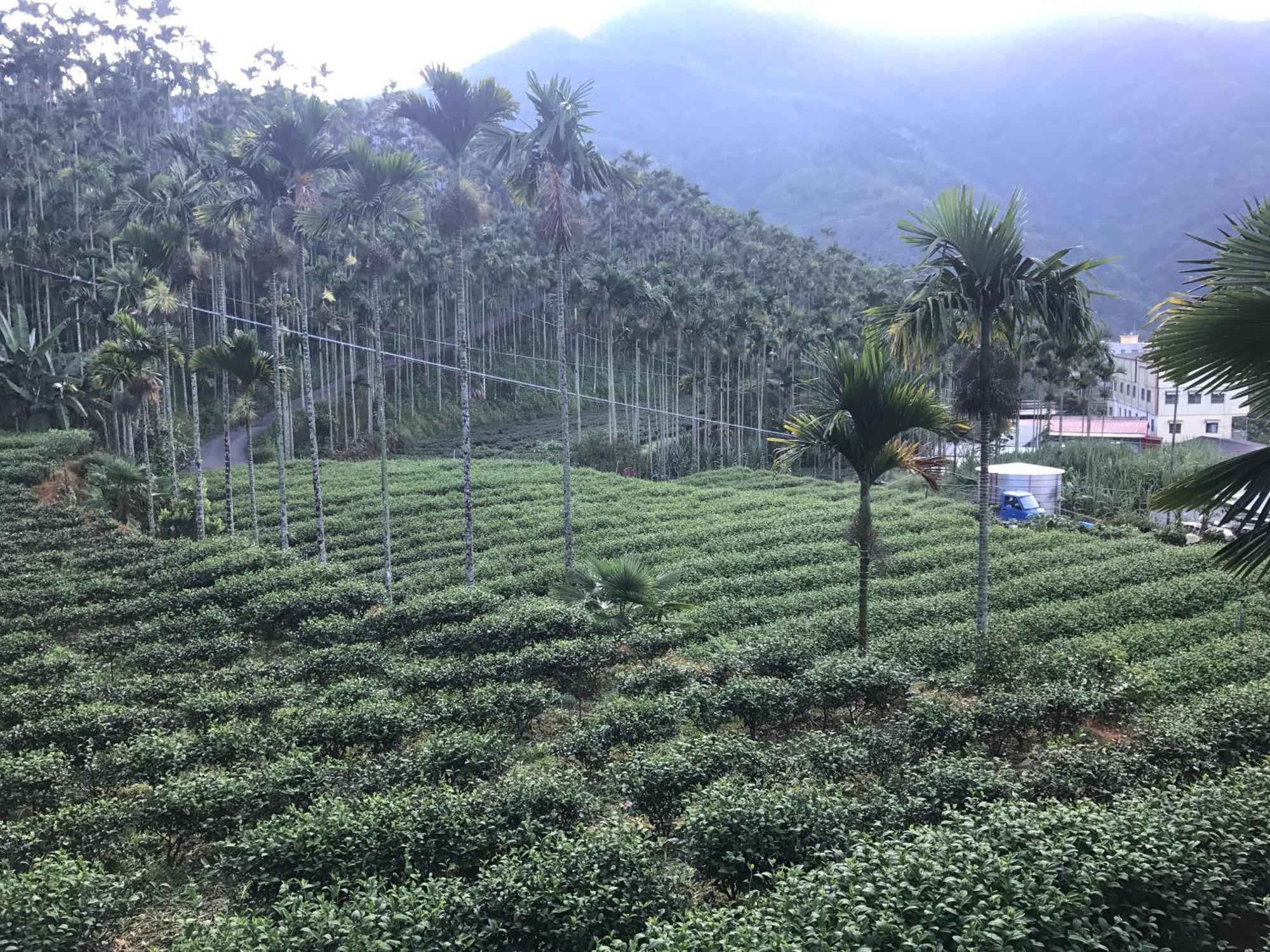 De Ren Tea Gardens Apartman Mejsan Kültér fotó