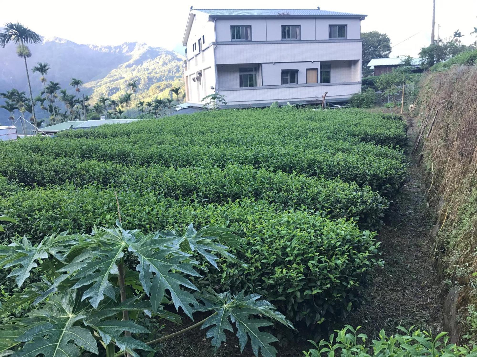 De Ren Tea Gardens Apartman Mejsan Kültér fotó