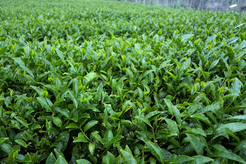 De Ren Tea Gardens Apartman Mejsan Kültér fotó